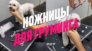 НОЖНИЦЫ ДЛЯ ГРУМИНГА / КАКИЕ НОЖНИЦЫ НУЖНЫ ГРУМЕРУ / КАК ВЫБРАТЬ НОЖНИЦЫ ДЛЯ ГРУМИНГА / GROOM SCHOOL