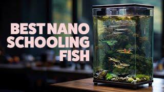 Small Schooling Fish for Nano Aquariums: Perfect Species for Your Fish Tank!