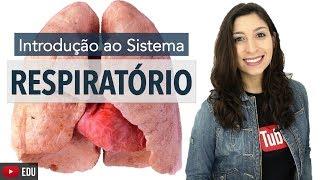 Sistema Respiratório 1/6: Introdução | Anatomia e etc