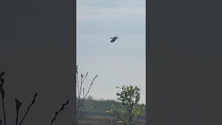 This Lapwing Hates Carrion Crows | RSPB St Aidan’s #birds #avian #nature