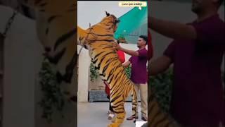 The Roar of this Tiger made owner Scared