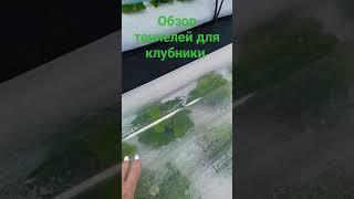 тоннели для выращивания ранней клубники