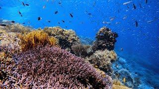 Jewels of the Sea: Timor-Leste's thriving coral gardens | Radio Free Asia (RFA)