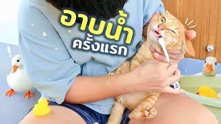 อดีตแมวจร ถูกอาบน้ำครั้งแรก!!