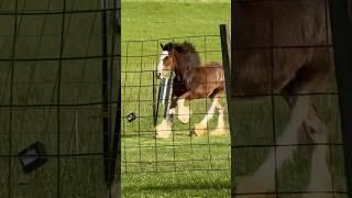 Nattie Is Such A Good Girl!!!! #shorts #horse #equine #clydesdale #draft