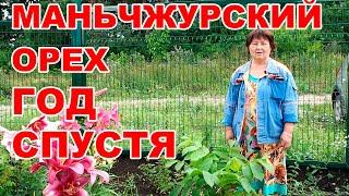 Как вырастить маньчжурский орех на Южном Урале - #2