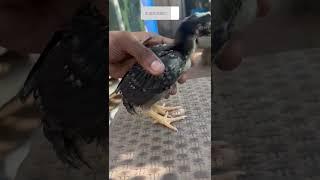 ||Parrot beak chiks|| #Animals #Birds #subscribe now#shorts #viral #trending #youtubeshorts