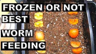 Is Frozen or Unfrozen Food Best for Your Worm Bin? - Red Wigglers- Worm Tower