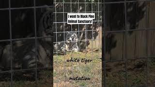 I went to black pine animal Sanctuary #animals #foxes #wolves #blackpine #redfoxes #shorts