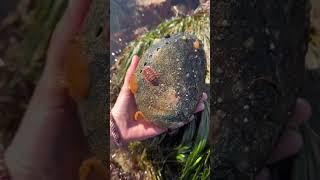 Which creature would you want to find? #tidepool #intertidal #lowtide #anemone #octopus #marinebio