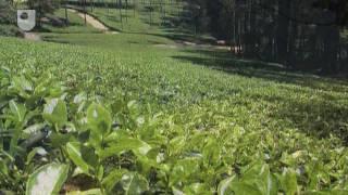 Nitrogen Fixation - Seven Wonders of the Microbe World (4/7)