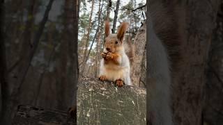 Смотри бесконечно  #белка #squirrel #животные #animals #смешныеживотные @Belkin_DOM