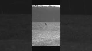 @FOXPROINC  #hunting #youtubeshorts #shortvideo #shorts