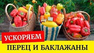 Как ускорить рост рассады перца и баклажанов. Легкий способ получить хорошую рассаду овощей