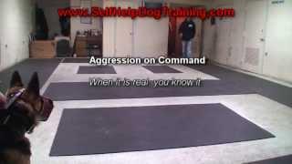 German Shepherd Attack Training (K9-1.com)