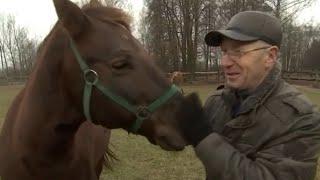 Кабардинских скакунов растят на ферме под Брестом. Панорама