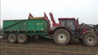 Уборка картофеля сорт коломбо.VALTRA-160 GRIMME SE75-40 и МТЗ-82.1 GRIMME 75-30.