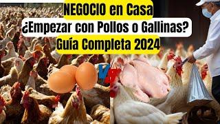 Que criar pollos de engorde o gallinas ponedoras? NEGOCIO EN CASA