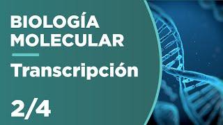 TRANSCRIPCIÓN | Biología Molecular 2/4