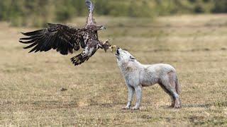 The Fight Between The Eagle And The Wolf