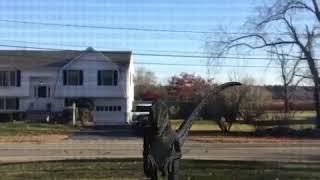 Real footage of a raptor on my lawn
