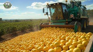 2.5 Billion Pounds Of Lemon Are Harvested And Processed In America This Way | Agriculture Technology