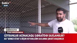 Aquaprkda ceyranlar necə saxlanılır?