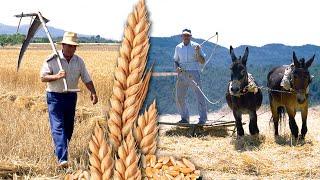 The reapers. Hard work of mowing and threshing to obtain wheat grain for consumption