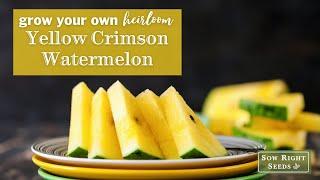 Sow Right Seeds | Yellow Crimson Watermelon