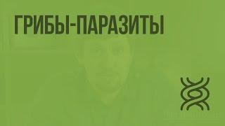 Грибы-паразиты. Видеоурок по биологии 5 класс