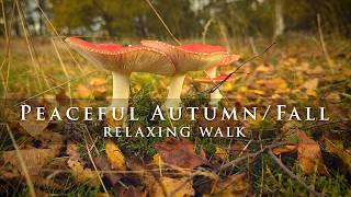 Relaxing Autumn ASMR Walk in the English Countryside