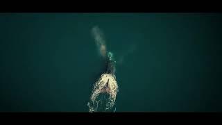 The Southern Right Whale - Arthouse Asia 2019 - Trailer