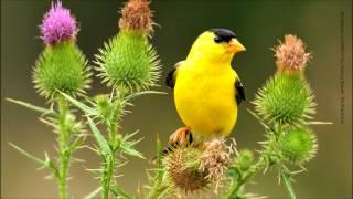 American Goldfinch Song
