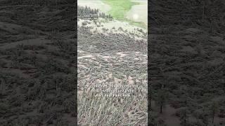High-Elevation Tornado Knocks Down 1000s of Trees at PIkes Peak