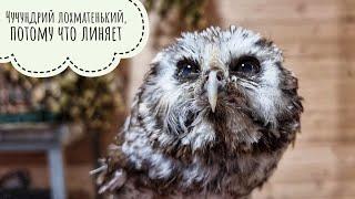 Сова Макита ругает кошку Морошу, сыч Чу чувствует себя лучше, филин Ёль угадайте,что опять не делает