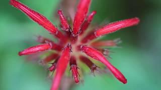 Monarda (didyma, punctatum, fistulosa)