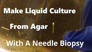 How to Make Liquid Culture From Agar the Easy Way