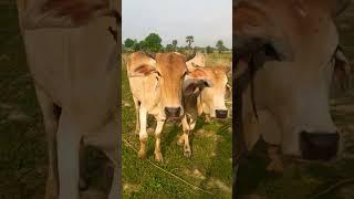 #sorts #music #cow #sapilucu #animalsong #animals #sapimakan #cowsong #funny