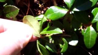 Eastern Teaberry Plant