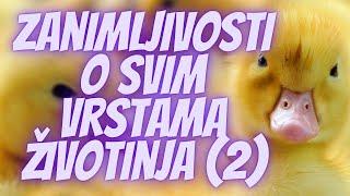 TOP 5 Zanimljivosti o Svim Vrstama Životinja (2)