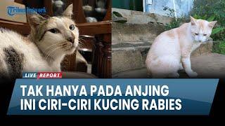 Ini Ciri-Ciri Kucing Rabies yang Perlu Diwaspadai