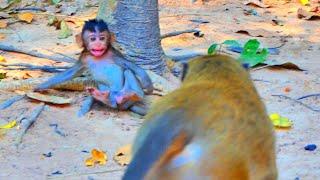 King Monkey Really Wrong Educate & S_cared Smallest Baby Monkey ! Vānarāḥ-KH