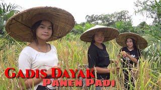 Keseharian Gadis Dayak panen padi di kebun