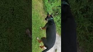 Toad #dog #dogshorts #funnypetvideos