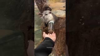 Girl Surprised Otter 