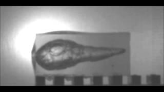 5.7mm EA ProtecTOR II vs Ballistic Gelatin