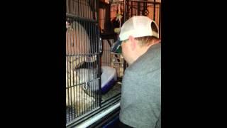 Chinchilla Playtime