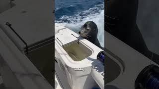 You don’t know the sea lion  #animallife #cuteanimal #animalove #cute