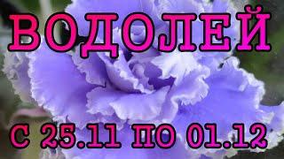 ВОДОЛЕЙ таро прогноз на неделю с 25 НОЯБРЯ по 1 ДЕКАБРЯ 2024 года