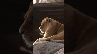 What is Pleistocene Rewilding?